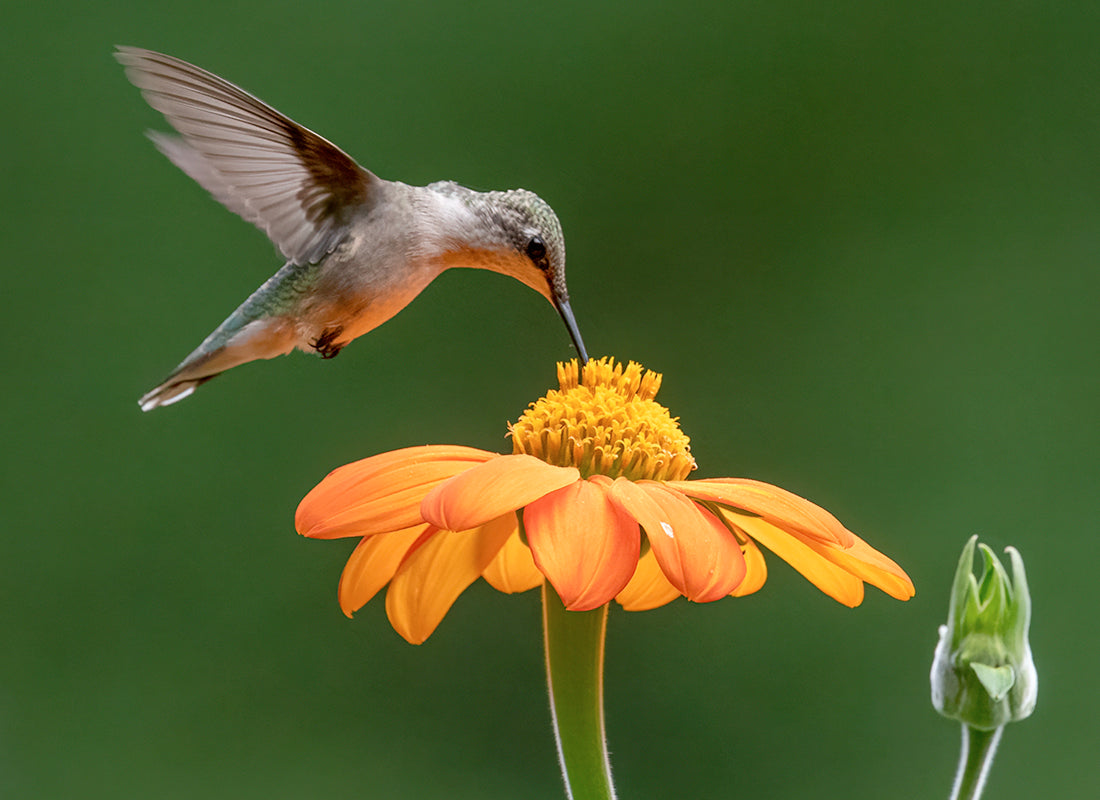 Everything You Need to Know About Professional Ear Cleaning