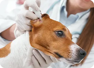 Can I Use Antibacterial Denture Cleanser to Clean Dogs' Ears? – Bebird