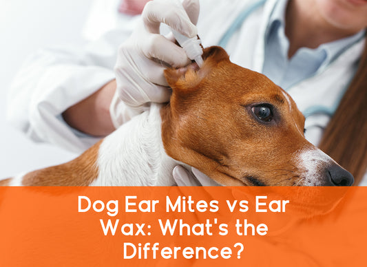 Dog Ear Mites Vs. Ear Wax: All You Need to Know About