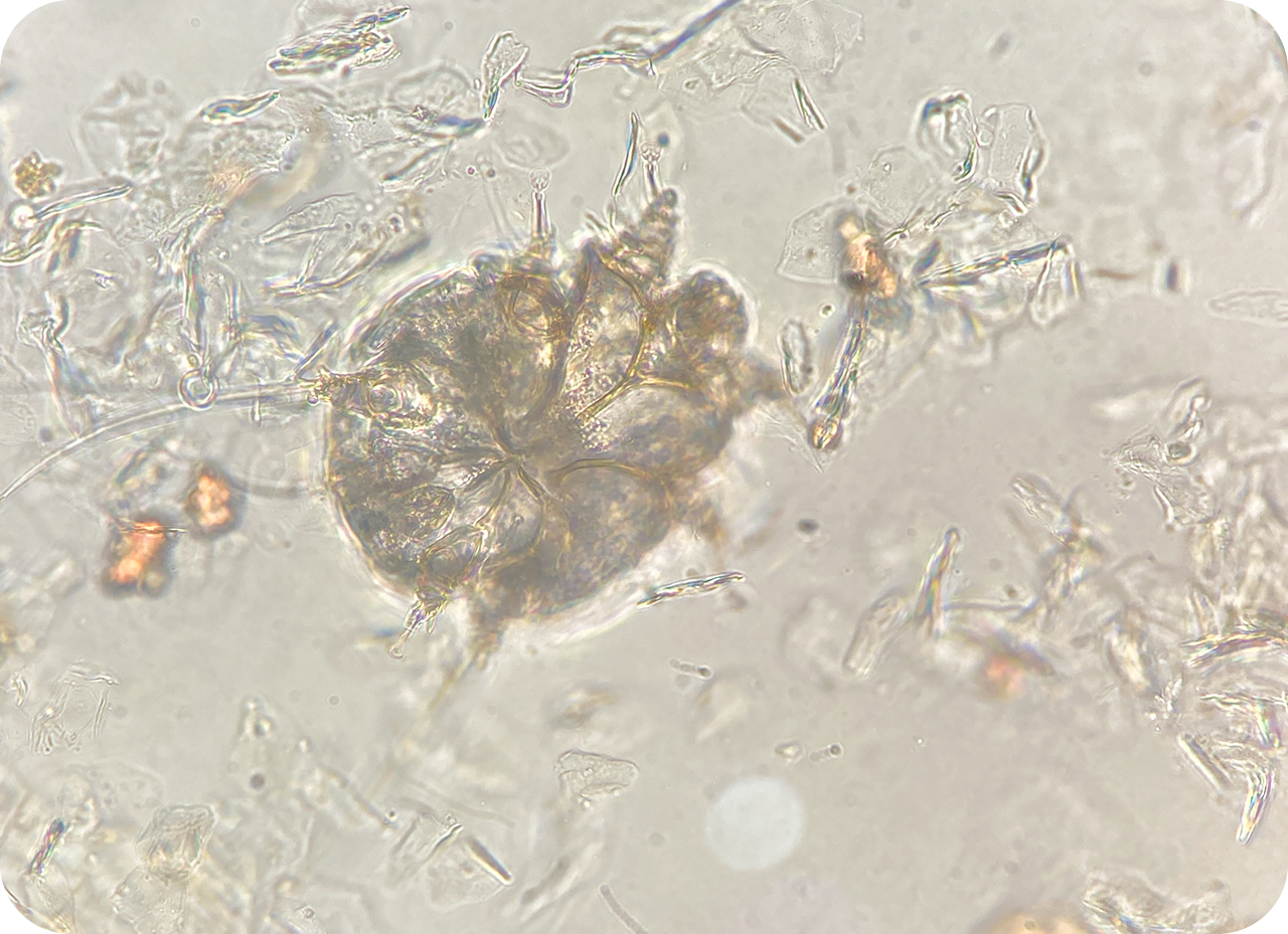 Ear mites under the microscope