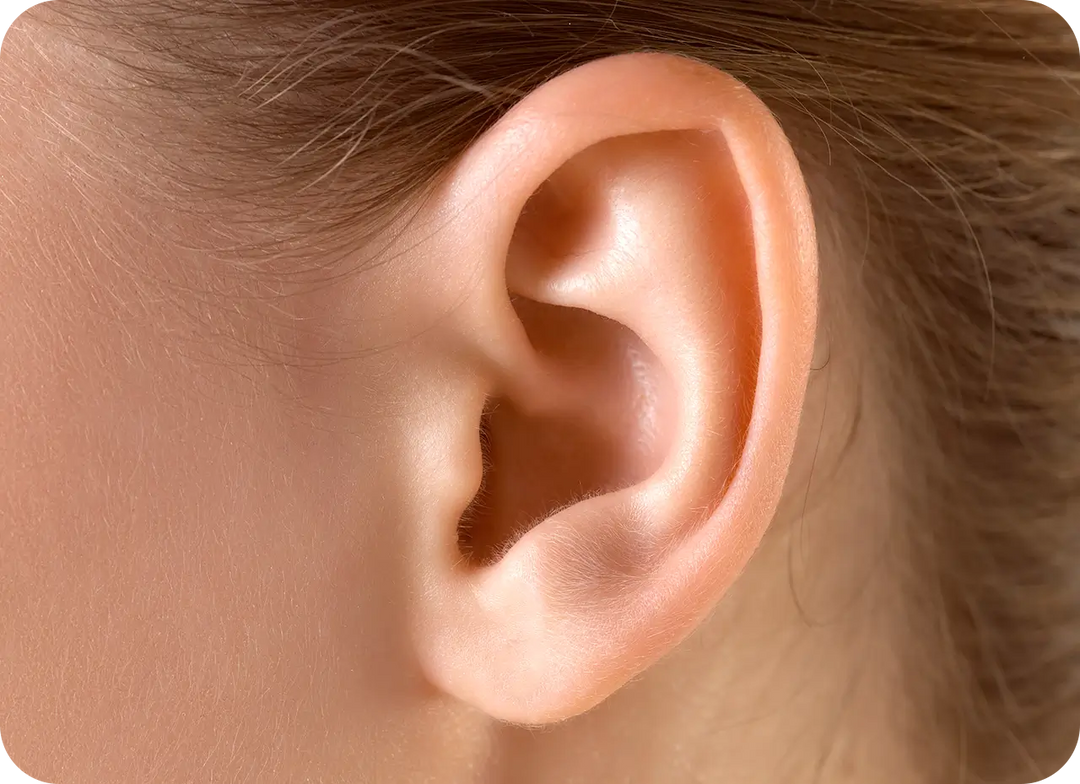 When Earwax Blocks the Ears, Why Does the Chin Hurt Too?